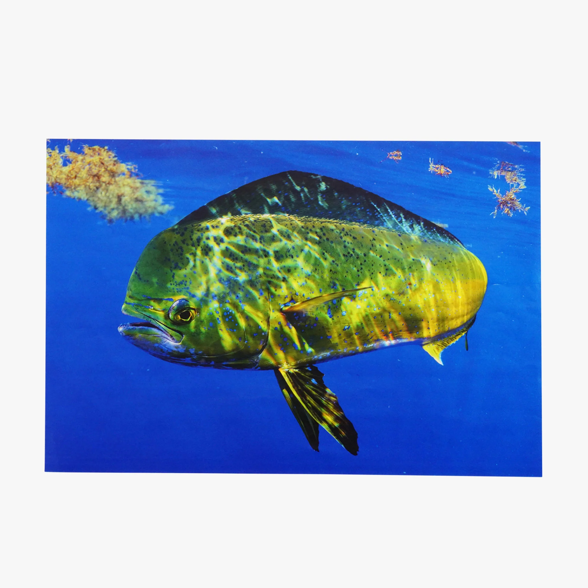 Any Fish, Any Water: Photography by Jason Arnold - Image 8