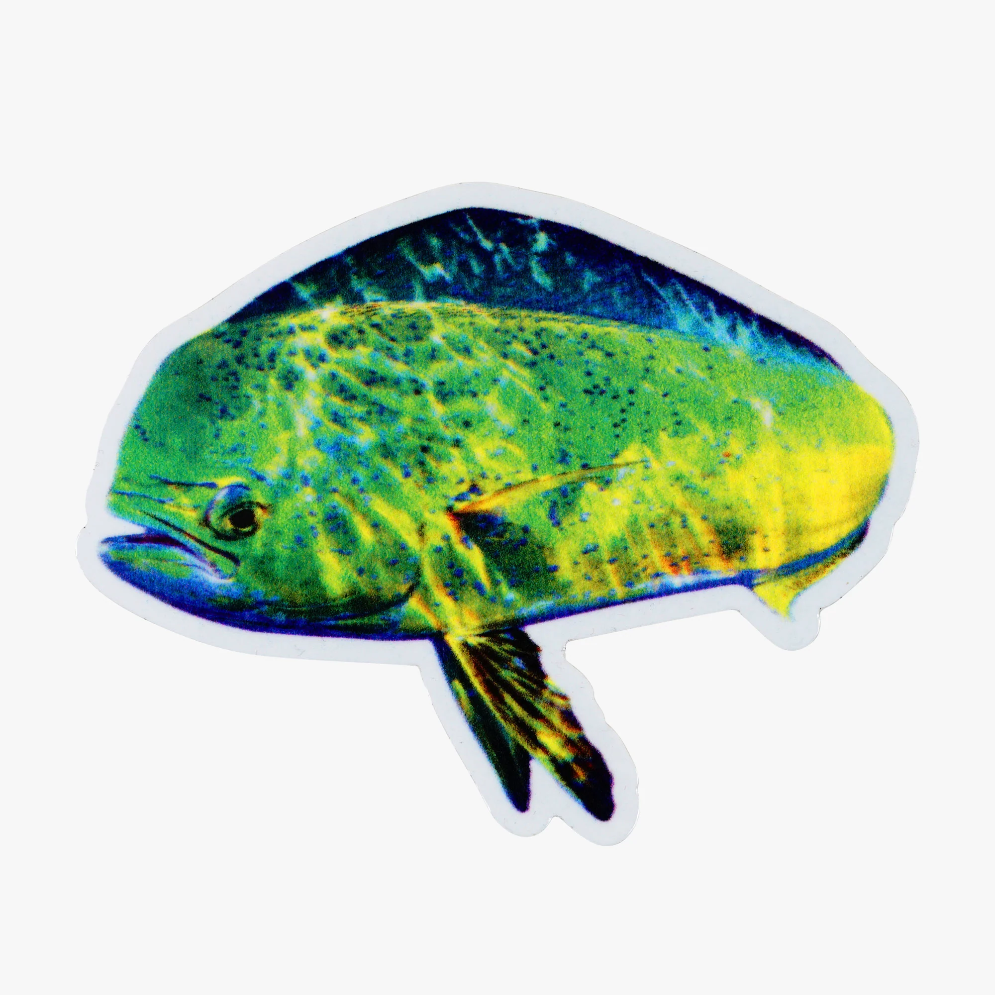 Any Fish, Any Water: Photography by Jason Arnold - Image 9